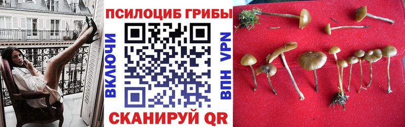 как найти закладки  Горно-Алтайск  Галлюциногенные грибы Cubensis 